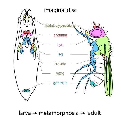 Imaginal Discs of Drosophila